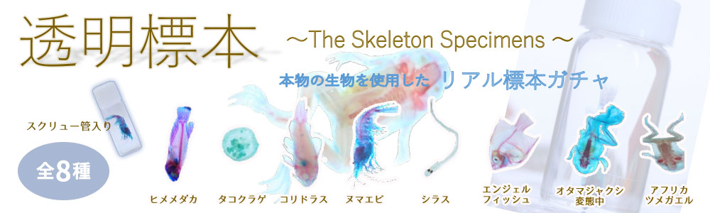 透明標本～The Skeleton Specimens～